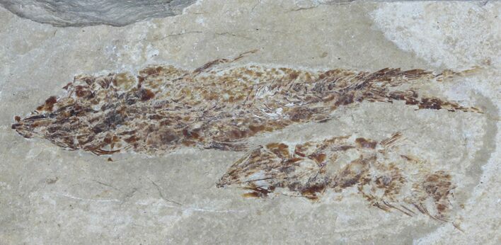 Bargain, Cretaceous Fossil Fish - Lebanon #53945